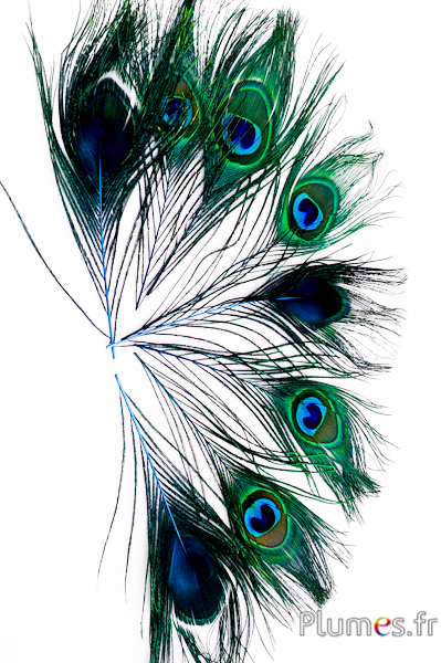 Paon bleu - 13-18 cm - turquoise